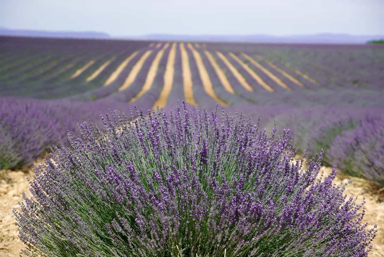 Fusha livando në lulëzim, Valensole, Provansë, Francë – rreshta të pafund vjollcë nën qiell veror