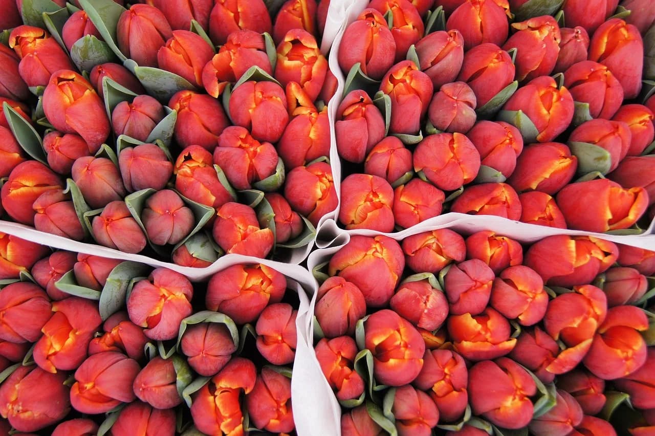 Tulipanë të kuq të lidhur në tregun e luleve, Amsterdam, Holandë – lule tipike holandeze